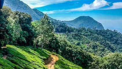 Scenic tea plantation trail winding through bright green hills under a vibrant blue sky.