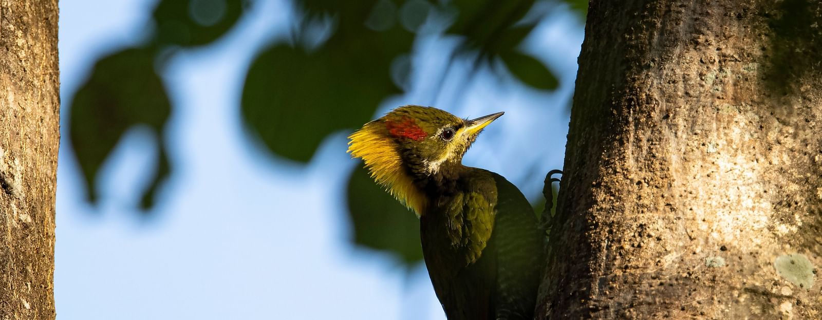 Bird perched on a tree branch.