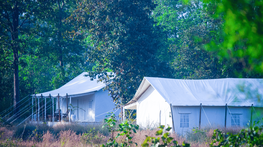 2 large white canvas safari tents pitched along the edge of a lush green forest - Umaria Safari Camp