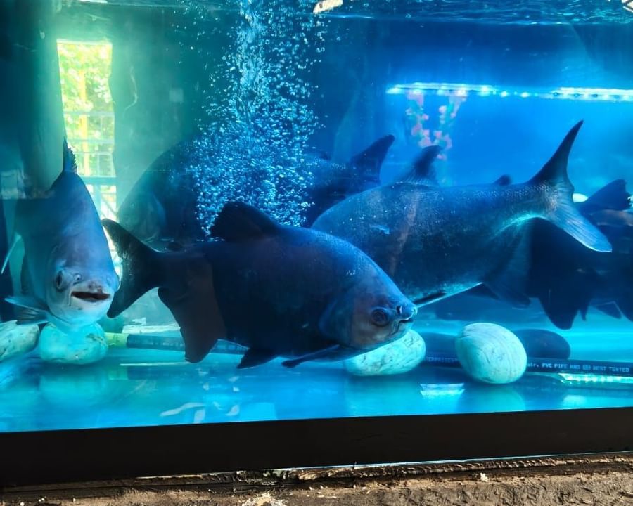 Fishes swimming in a blue aquarium tank at Bird Park - EsselWorld.