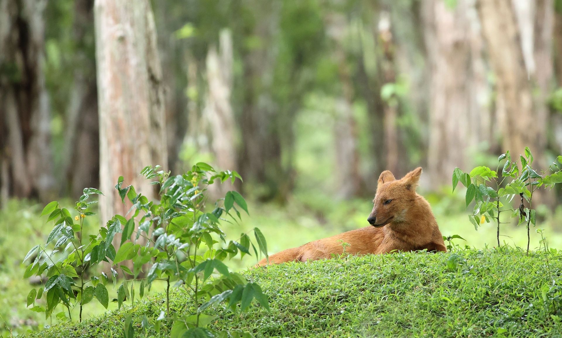 Dhole (Asiatic wild dog) resting in a lush forest.