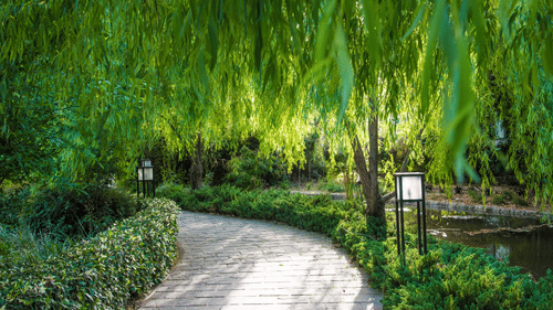 The Golden Tusk, Jim Corbett