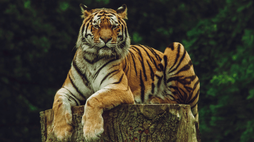 a tiger resting on a tree stump