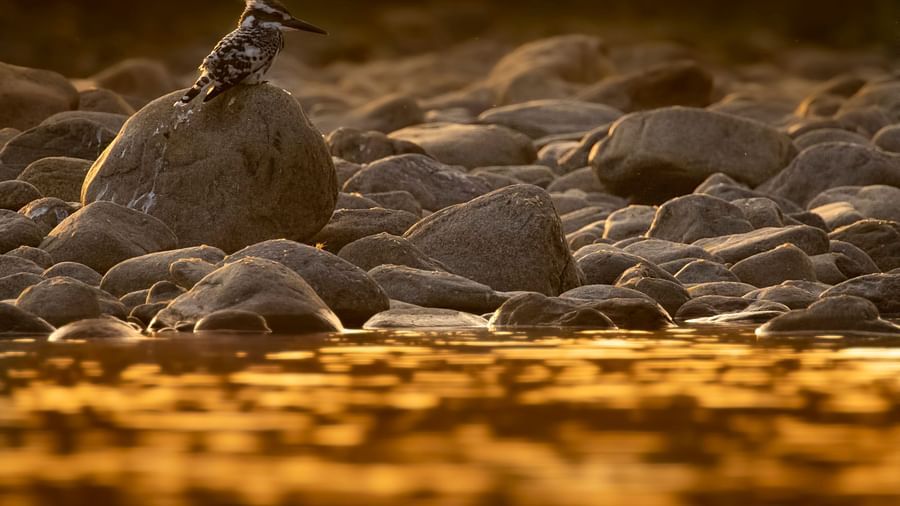A photo of a bird resting on a rock near a river, captured in the day.