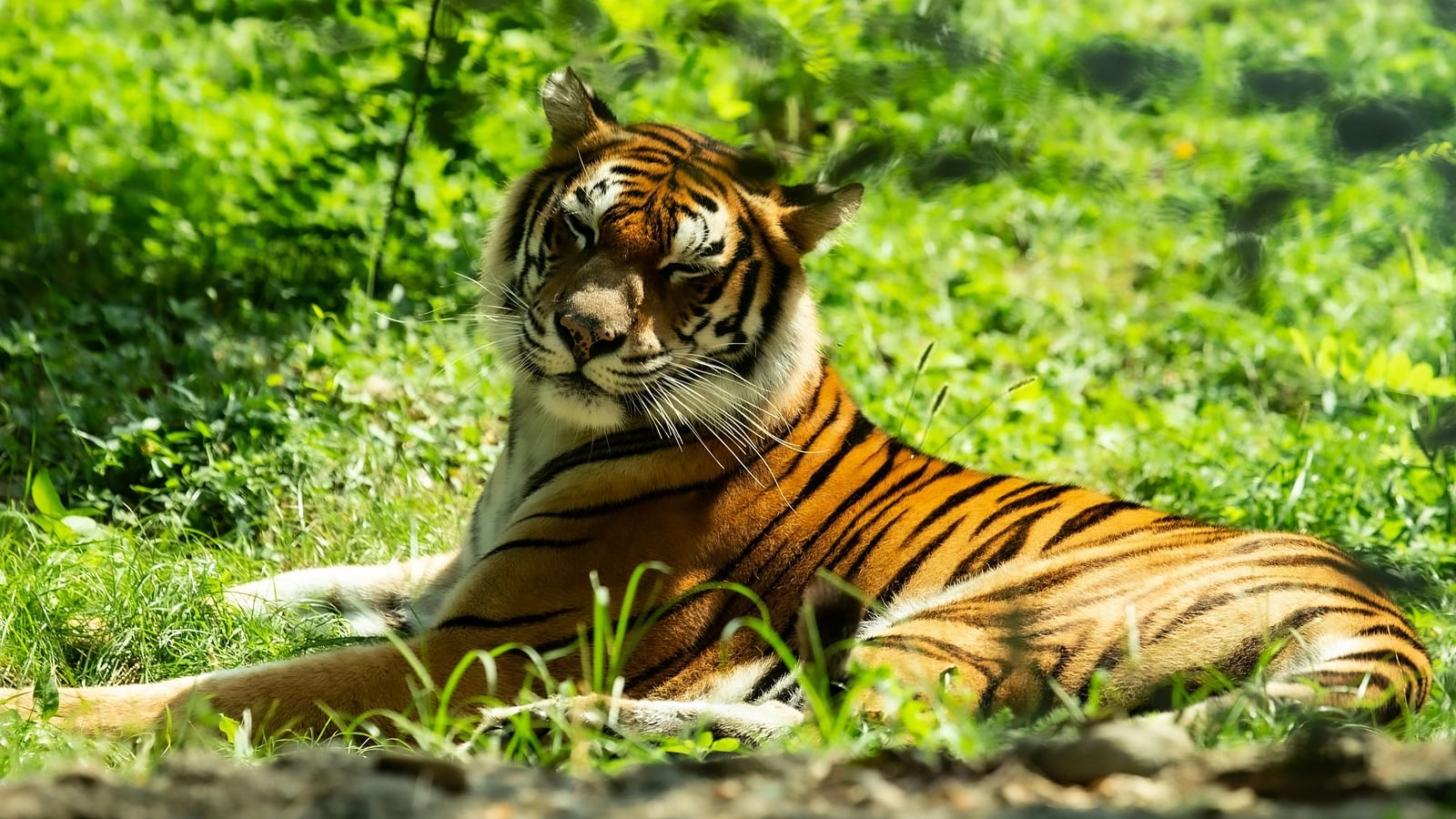image of a tiger sitting peacefully with a sere lush green backdrop basking the sun falling through the forest canopy