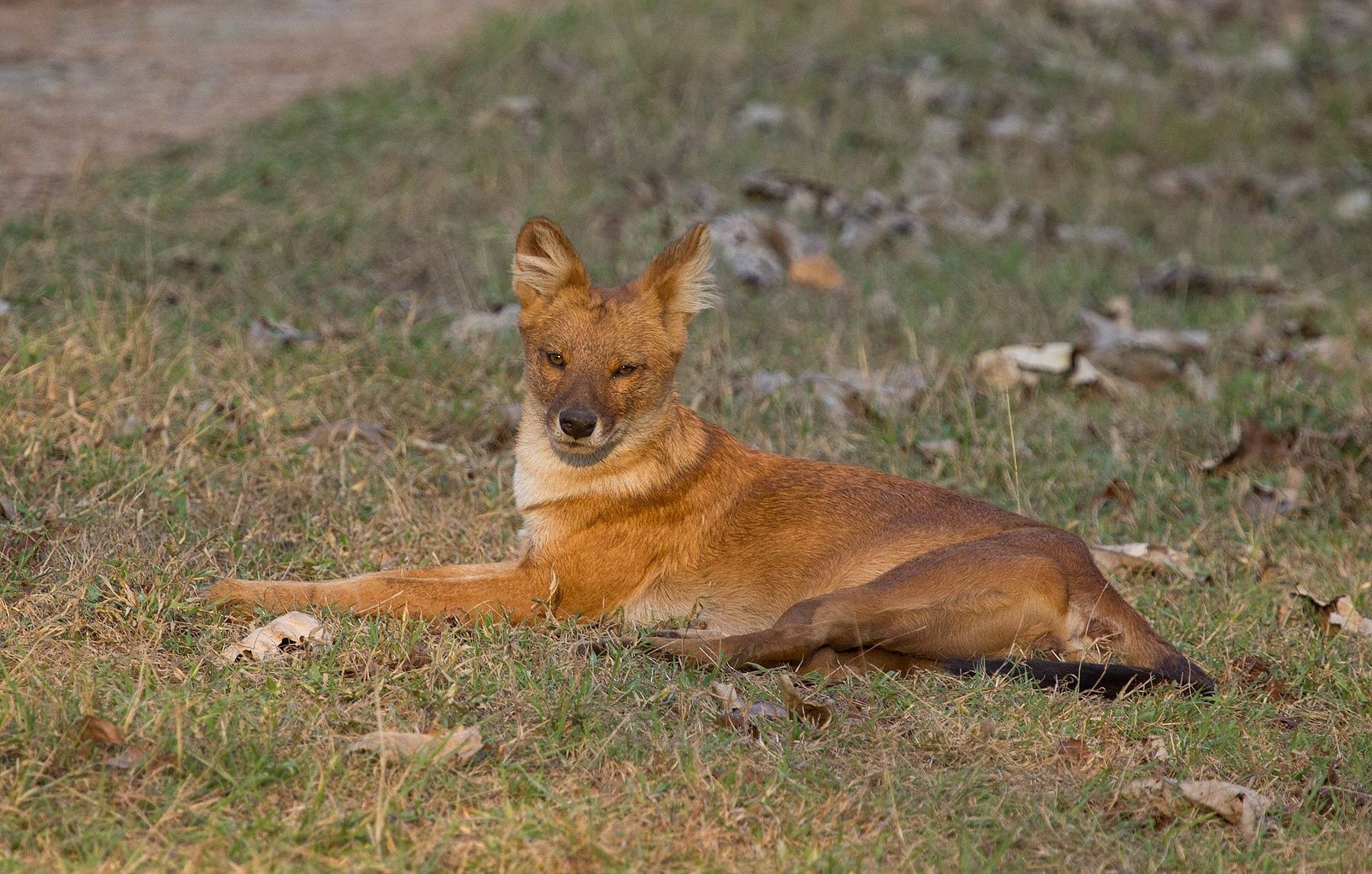 Dhole (Asiatic wild dog) lying in green grass.