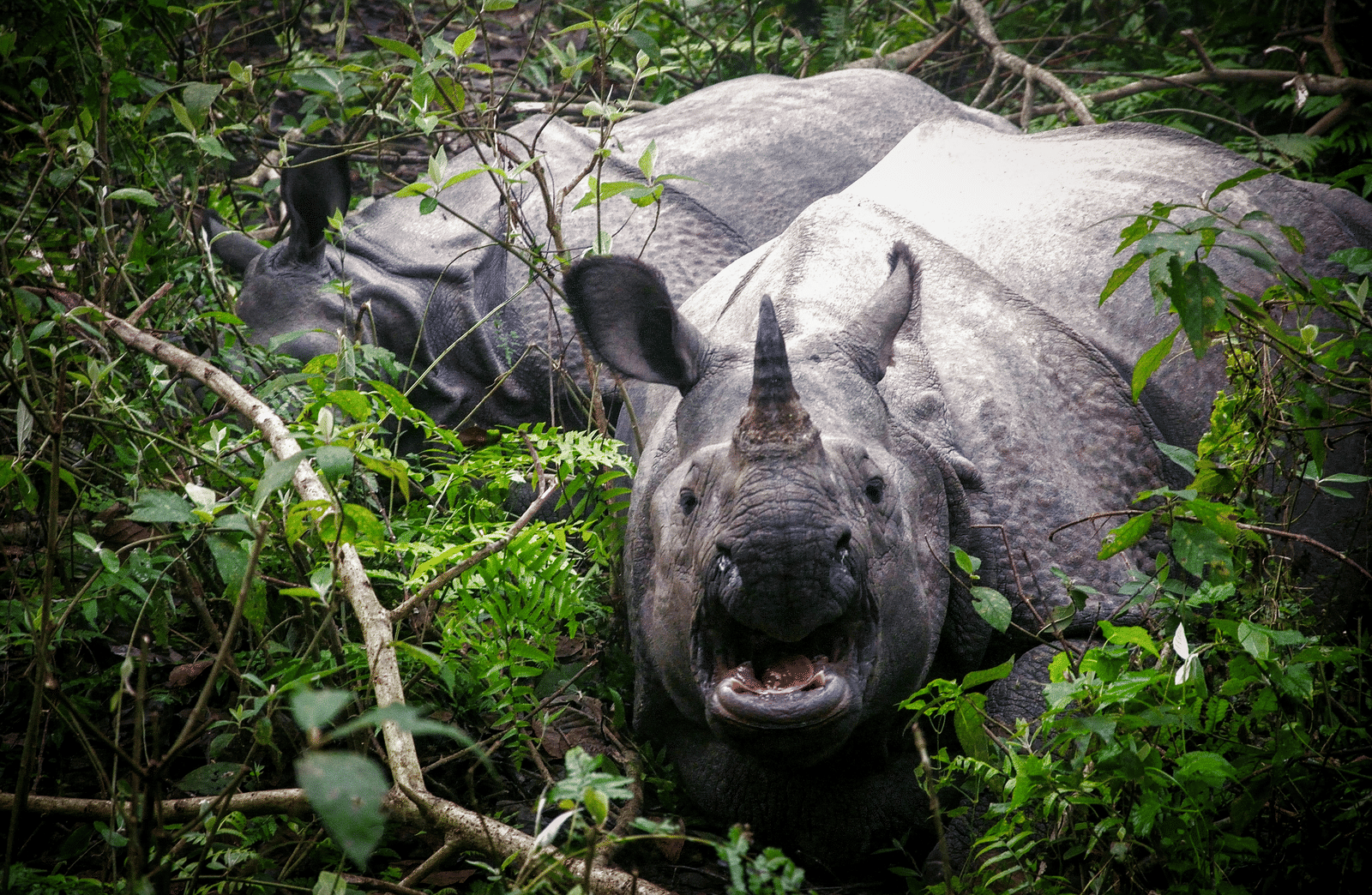 A rhinoceros standing among green leaves and branches in a forest