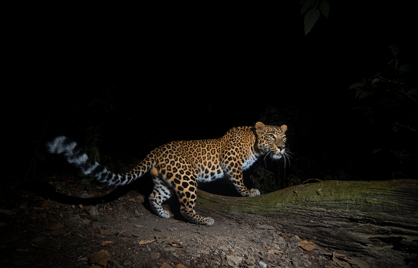 a leopard walking in the woods at night - The Jamoon, Corbett