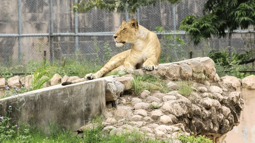 a lioness sitting on a rocky structure inside a zoo