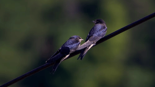 best 5-star hotels in Bhimtal, Nainital, 5 star resorts in Bhimtal 09k