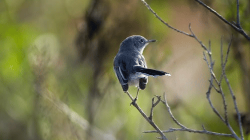 Okhla Bird Sanctuary
