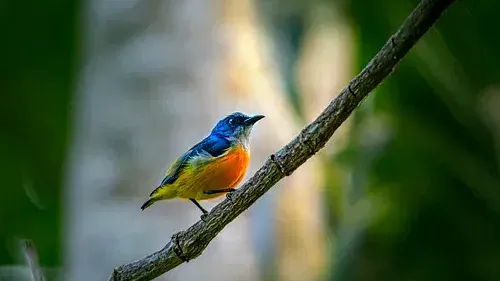 photo-1604248852285-d96e39520b52