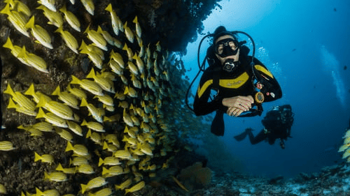  scuba diver posing underwater near a school of fish, one of the many things to do at Havelock