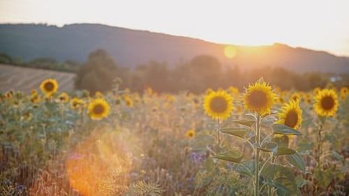sunflower garden