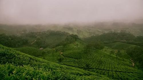 tea garden images 