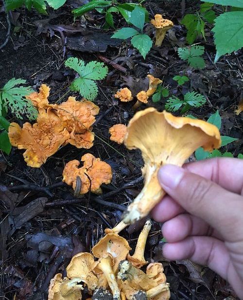a person holding a mushroom - Brewery Gulch Inn & Spa