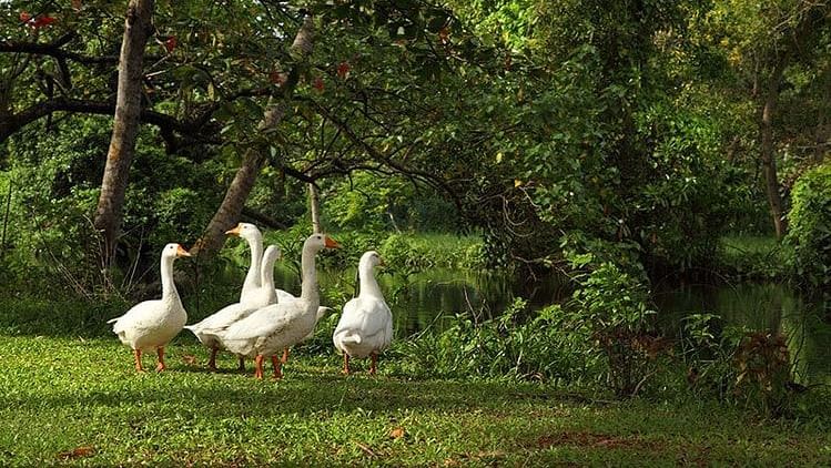 abad-turtle-resort-birds-garden, Contact Beach Resort in Marari, Beach resorts in Allepey, 4 Star Resorts in Alleppey, Best Beach Resorts in Alleppey, Best Beach Resorts Near Cochin, Beach Resorts in Kerala