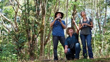 Three people in the forest with binoculars watching exotic birds.