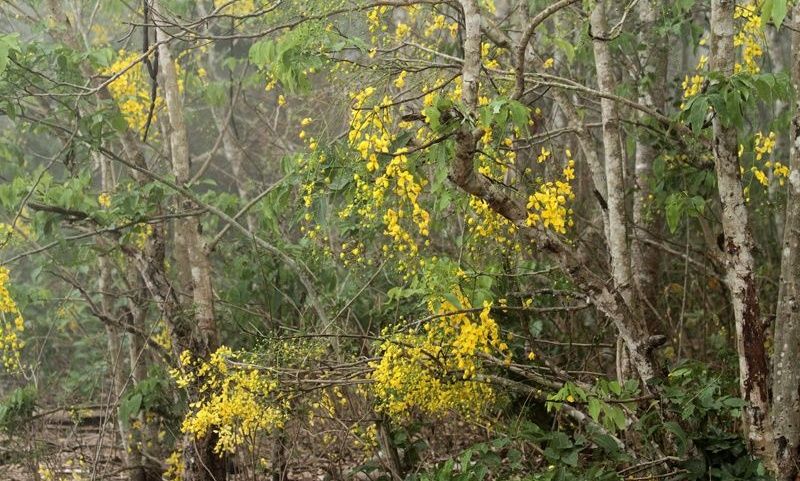 Golden shower tree blooms in a misty forest.