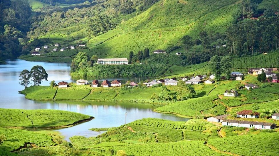 Terraced green tea estates surround a blue reservoir with a village nestled along the banks on a sunny day.