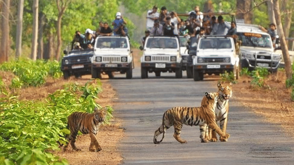 tiger-safari