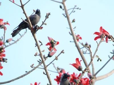 Birds perched on a flowering tree branch against a blue sky.