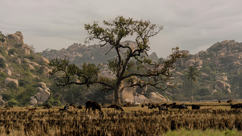 A solitary tree standing in a field surrounded by the rocky, mountainous terrain of Hampi.