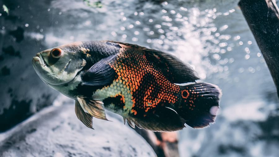  A clownfish swimming playfully in a vibrant fish aquarium, surrounded by water.