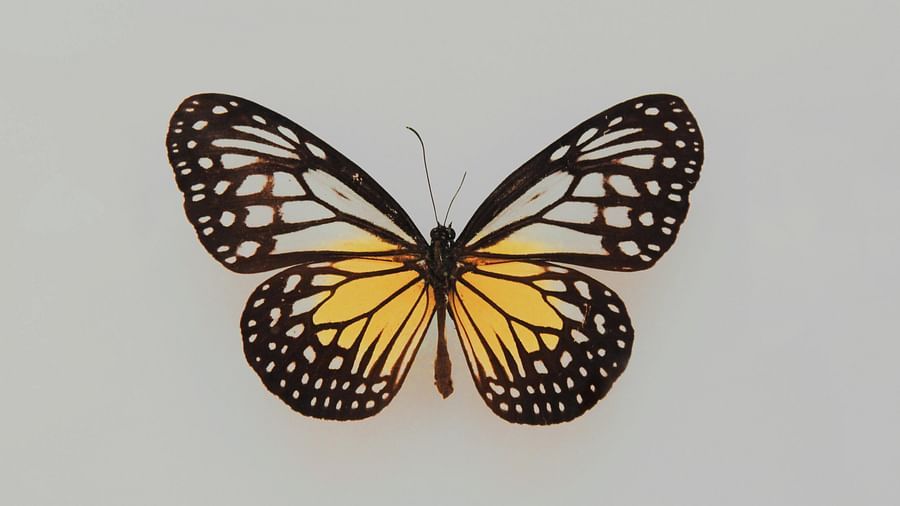 A vibrant butterfly perched on a plain surface, showcasing its colorful wings in a natural setting.