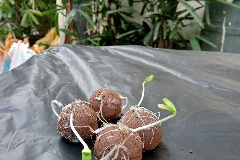 seeds germinating