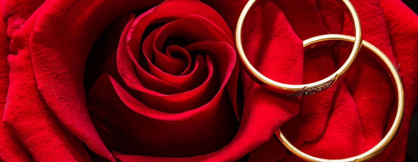 Picture of red rose with two wedding rings on it.