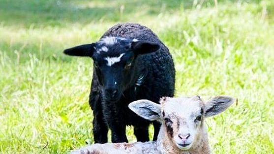 Two lambs in a grassy field.