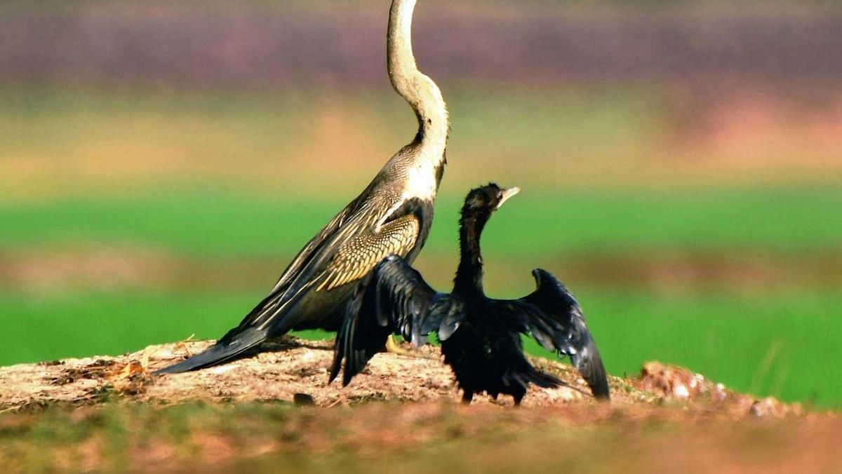 A mother bird and her baby spotted during bird watching