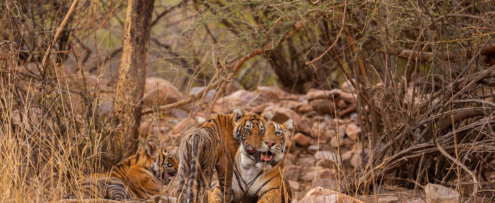 Camouflaged tiger lying among dry leaves and rocks in a forested area with sparse brown trees.
