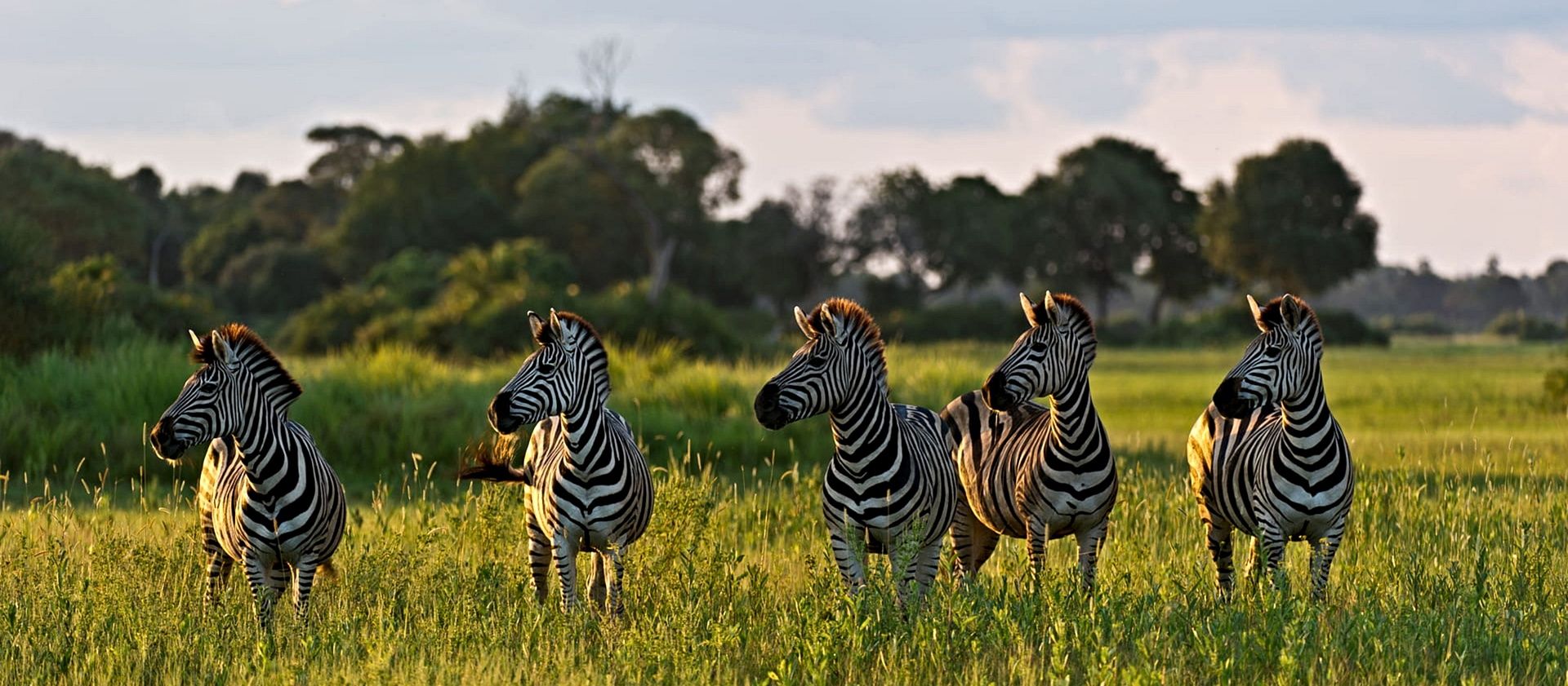 zebras