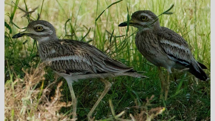 Birds at Shaheen Bagh Resort one of the best resorts in dehradun 