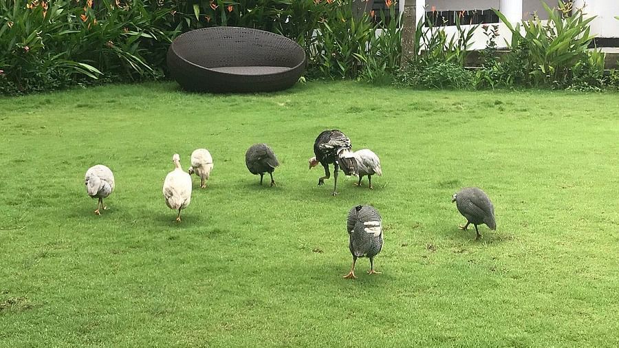 Turkey hens feeding on green lawn - Rhythm Kumarakom