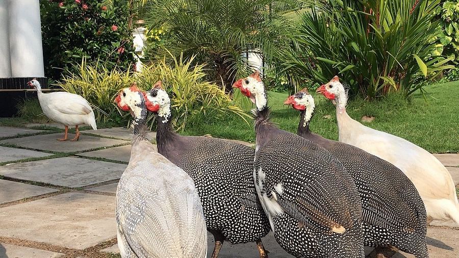 Turkey hens standing bunched together on stone pavement - Rhythm Kumarakom