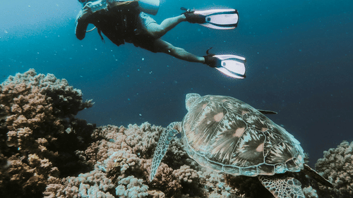 A scuba diver swimming near a large sea turtle over a coral reef.