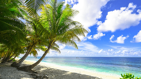 An image of a shore whrre waves are hitting the sand and there are also palm trees moving along the wind 