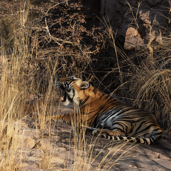Wildlife Safari at Sariska Tiger Reserve-Surya Bagh Ajabgarh-Sariska