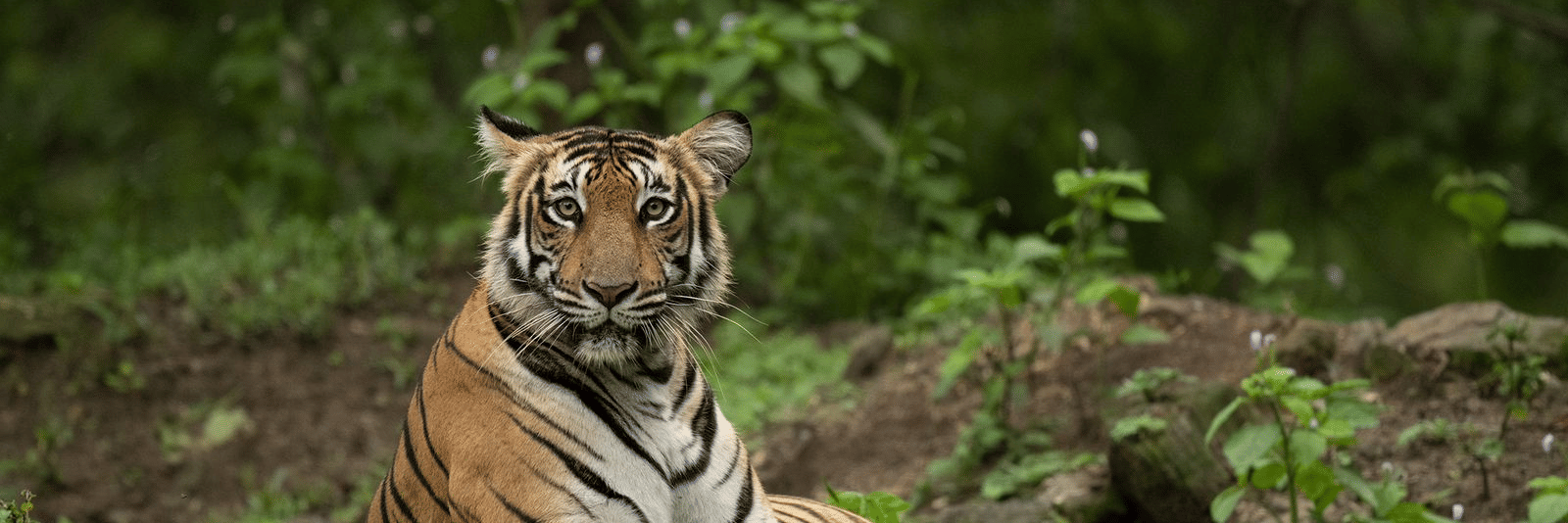 Tiger spotted in Nagarahole Tiger Reserve