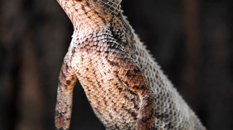 Satpura - Indian Garden Lizard-Reni Pani Jungle Lodge-Best Hotels in Madhya Pradesh