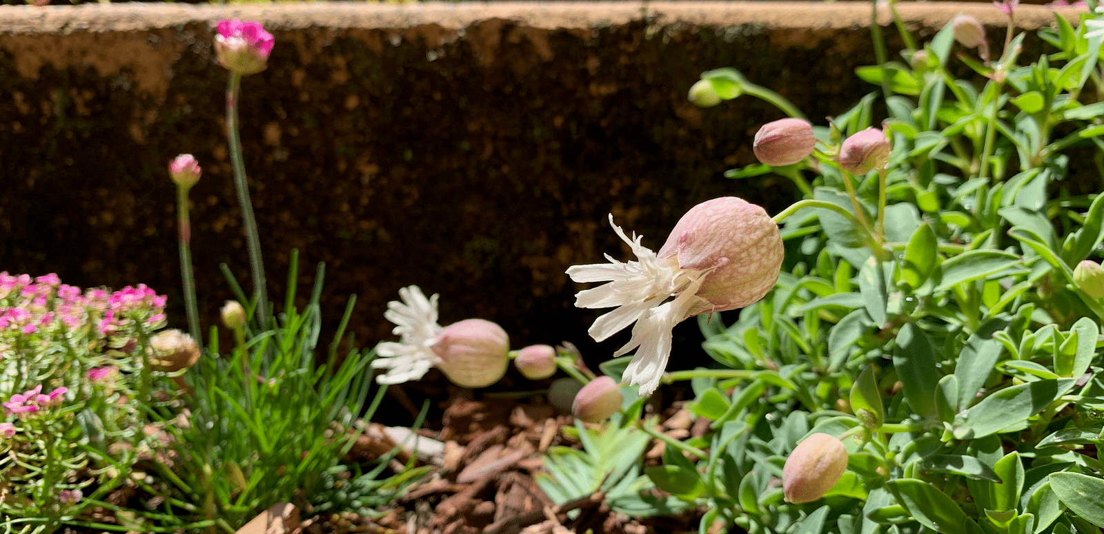 Flowers and buds grow near a tiered stone wall, with wood chips and greenery visible in the foreground. 