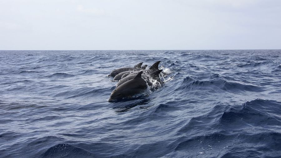 An overview of a pod of dolphins playing together in the sea with waves in view.