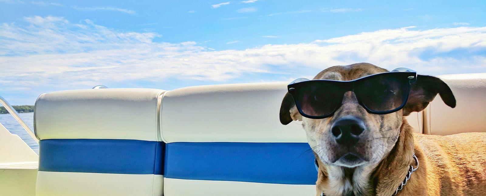 A dog wearing black sunglasses on a towel-covered seat with a bright blue sky and water in the background.