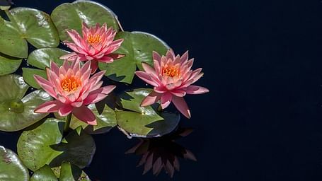 Pink water lilies blooming on a dark pond.