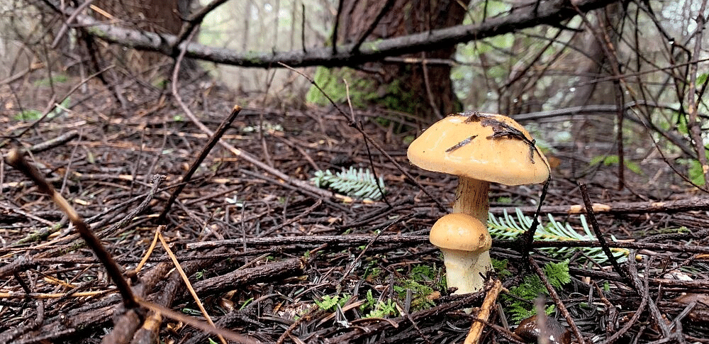 A mushroom with a bulbous stem and a textured cap growing on a forest floor with leaves and twigs.