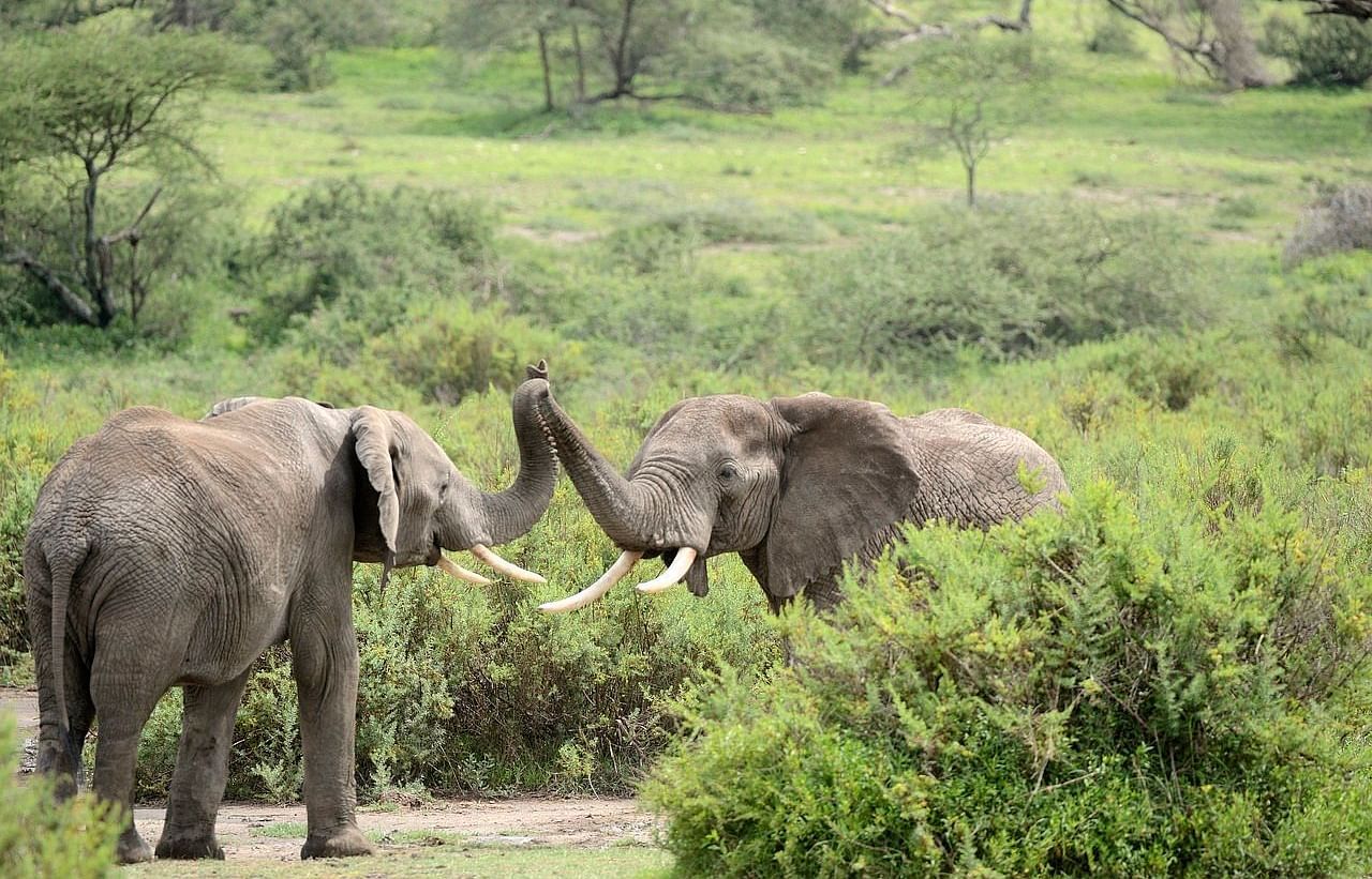 Elephants roaming in a lush green jungle.