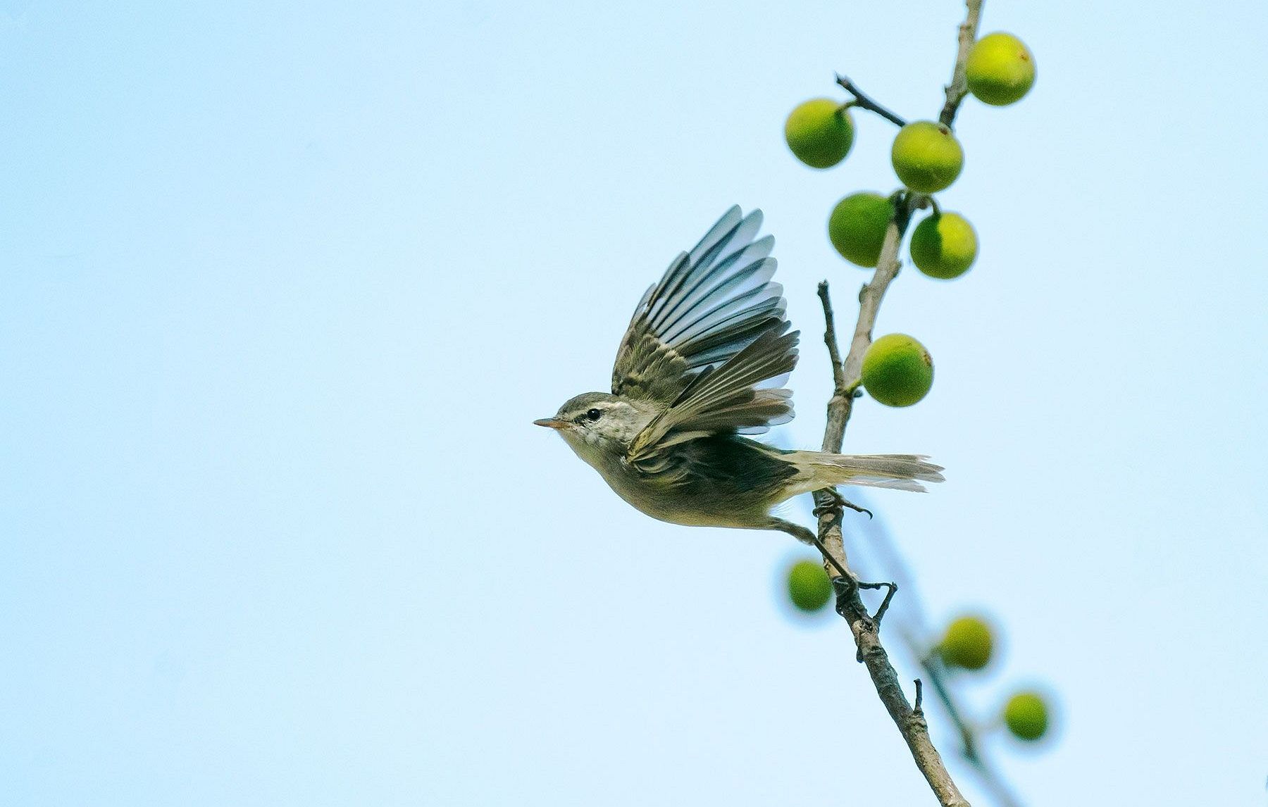 Greenish-Warbler
